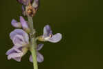 Sampson's snakeroot